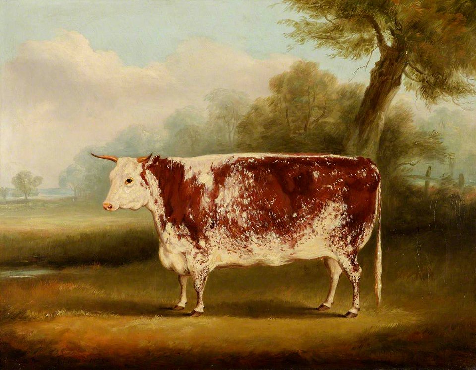 William Henry Davis (1786-1865) - Hereford Cow - 609112 - National Trust
