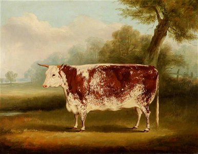William Henry Davis (1786-1865) - Hereford Cow - 609112 - National Trust