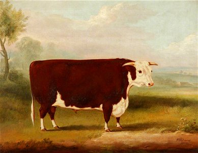 William Henry Davis (1786-1865) - A Prize Grey Shorthorn Bull by a