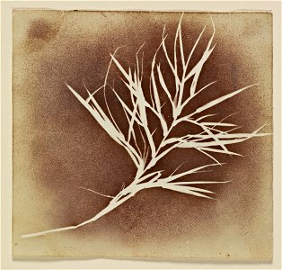 William Henry Fox Talbot - Photogenic Drawing of a Plant - Google Art Project. Free illustration for personal and commercial use.