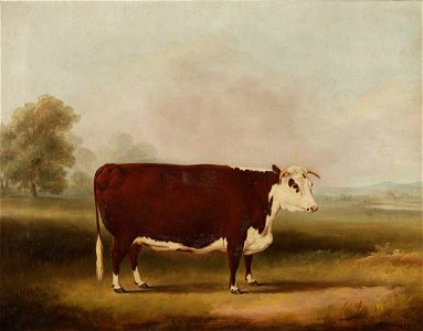William Henry Davis (1786-1865) - Hereford Cow - 609111 - National Trust