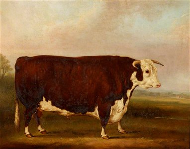 William Henry Davis (1786-1865) - Hereford Bull - 609105 - National Trust