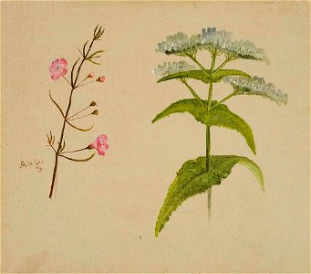 William Jacob Hays, Sr. - Two Wildflowers (Gerardia-Eupatorium (Boneset)) - 2011.61 - Crystal Bridges Museum of American Art