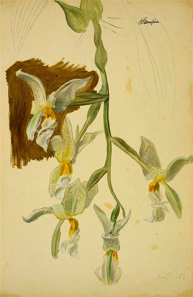 William Jacob Hays, Sr. - Stanhopea Orchid - 2011.59 - Crystal Bridges Museum of American Art
