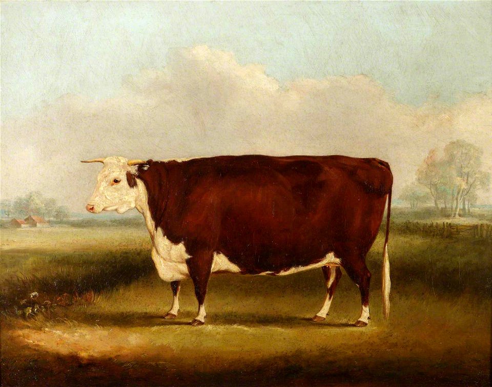 William Henry Davis (1786-1865) - Hereford Cow - 609117 - National Trust