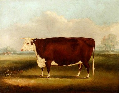 William Henry Davis (1786-1865) - A Prize Grey Shorthorn Bull by a