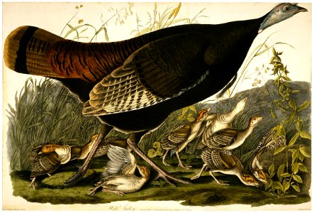 William Lizars - Wild Turkey - Google Art Project