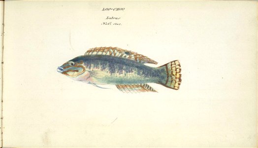 William Smyth labrus 2