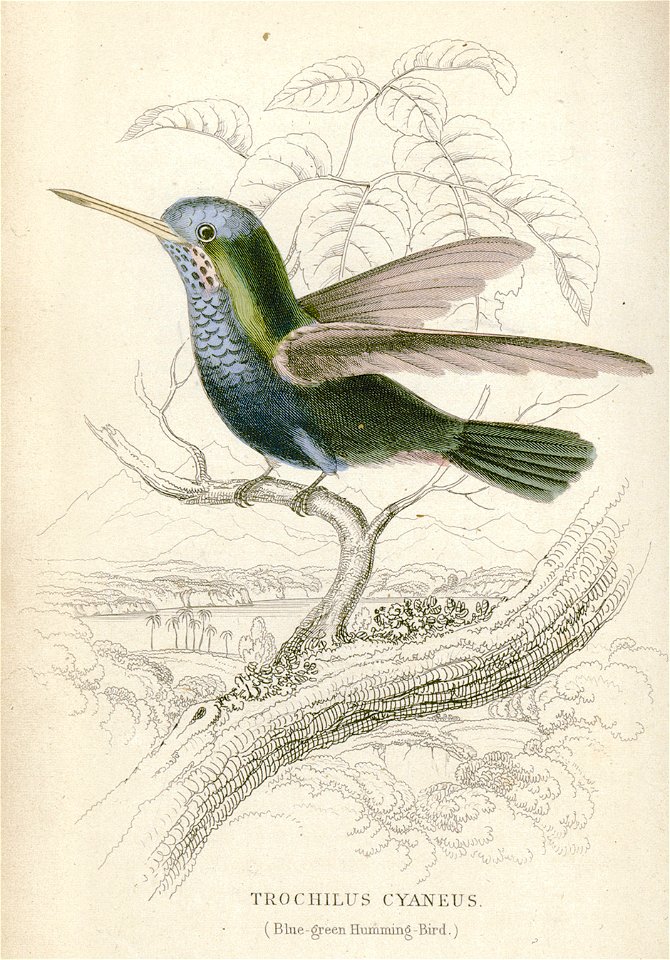 William Jardine Trochilus Cyaneus