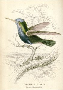 William Jardine Trochilus Cyaneus