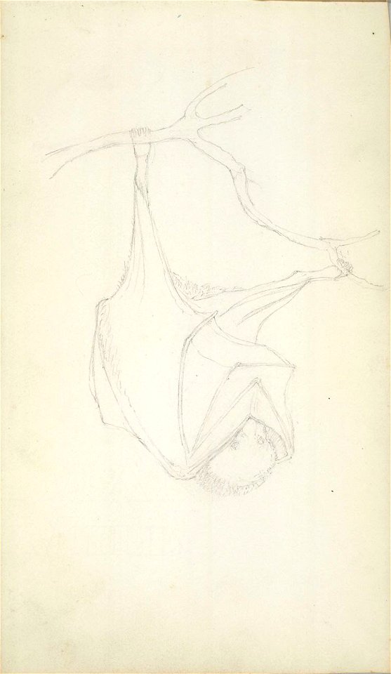 William Smyth study of a bat