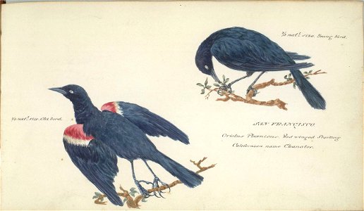 William Smyth Oriolus Phoenicus
