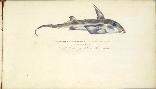 William Smyth Chimoera Callorynchus