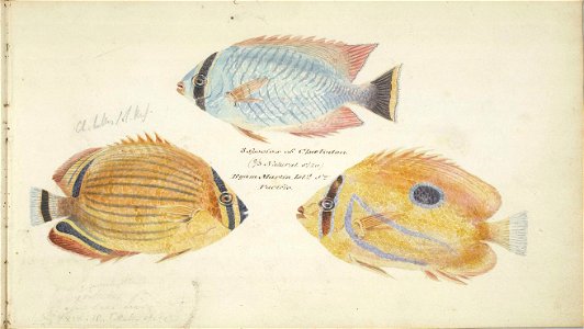 William Smyth chaetodon