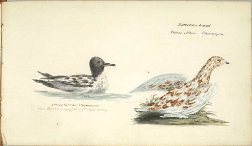 William Smyth cape pigeon