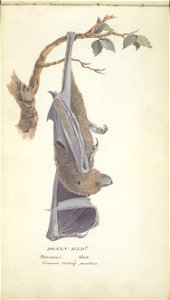 William Smyth pteropus