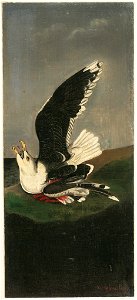 William Stanley Haseltine - Great Black-backed Gull, after Audubon - 1963.163.A - Fogg Museum