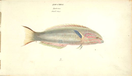 William Smyth labrus