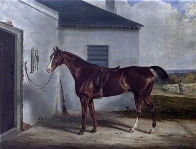 William Webb (1790-1856) - A Chestnut Hunter Saddled, Outside a Stable - 1271078 - National Trust