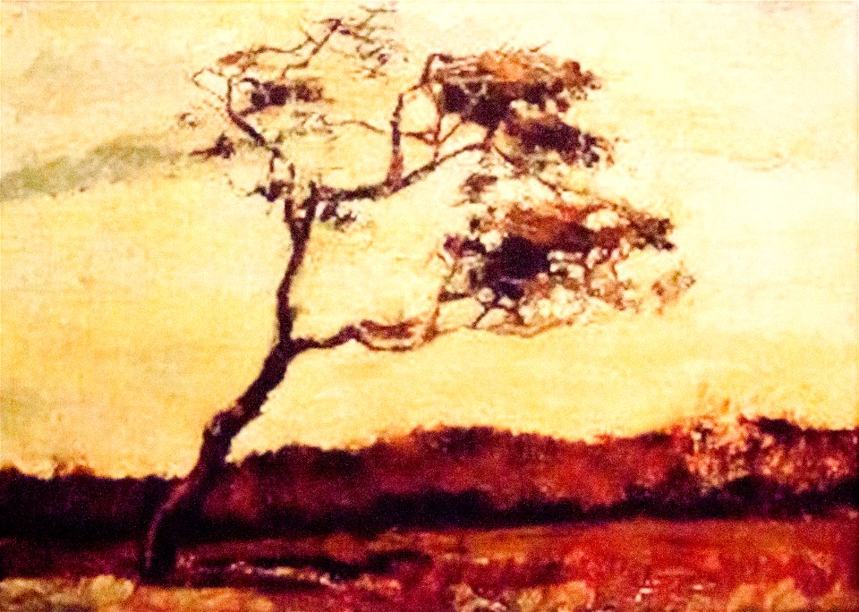 Wind-Beaten Tree (stolen) - My Dream