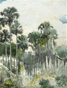 Winslow Homer - Florida Jungle