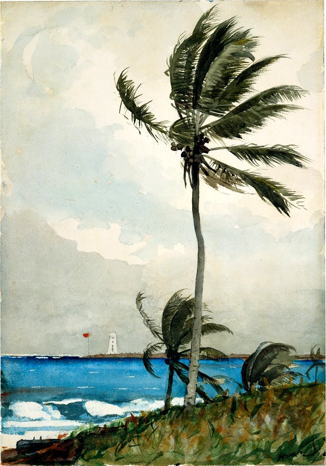 Winslow Homer - Palm Tree, Nassau