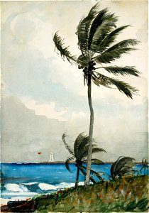 Winslow Homer - Palm Tree, Nassau. Free illustration for personal and commercial use.