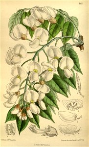 Wistaria venusta 145-8811