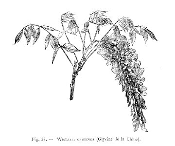 Wistaria chinensis (dessin)