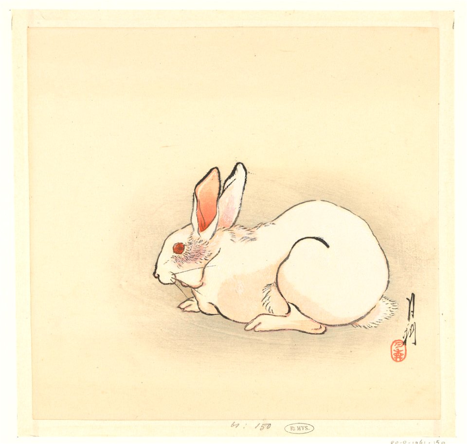 Wit konijn-Rijksmuseum RP-P-1961-150