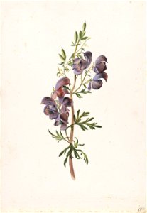 Alida Withoos - Monkshood in bloom - NMK.2020.0076 - National Museum of Art, Architecture and Design
