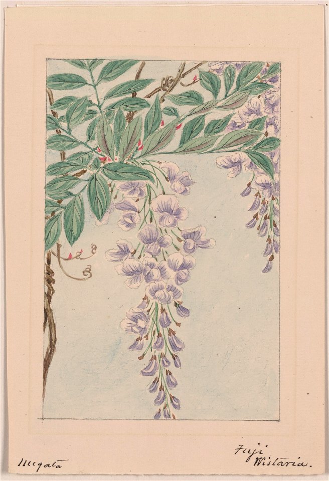 Wisteria vine with leaves and blossoms) - Megata LCCN2009630072