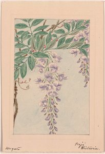 Wisteria vine with leaves and blossoms) - Megata LCCN2009630072