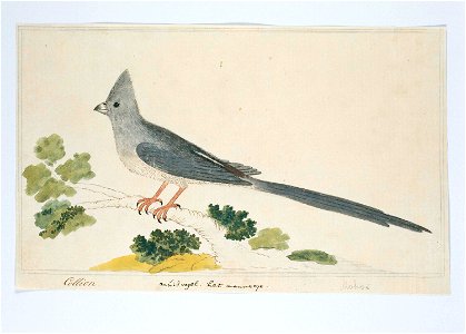 Witkruismuisvogel (Colius colius); het mannetje