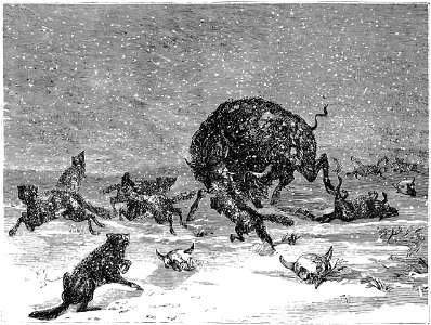 WOLVES ATTACKING A BUFFALO