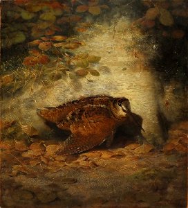 Autumn--Wounded Woodcock by Joseph Wolf, 1850. Free illustration for personal and commercial use.