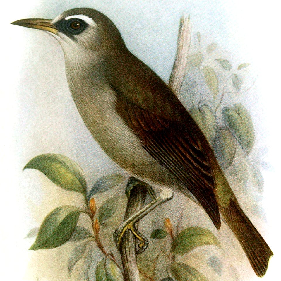 Woodfordia superciliosa