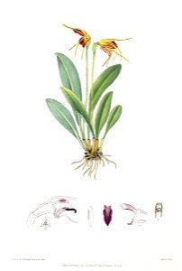 Woolward - The Genus Masdevallia - Masdevallia auropurpurea