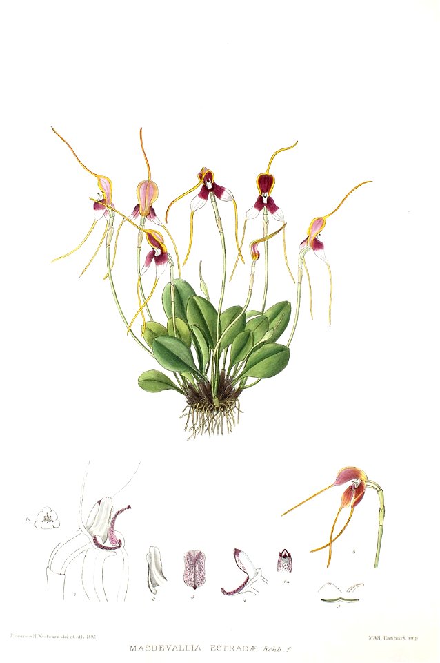 Woolward - The Genus Masdevallia - Masdevallia estradae