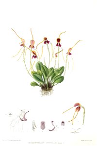 Woolward - The Genus Masdevallia - Masdevallia estradae