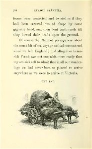 Women riding on carriage wit two bulls