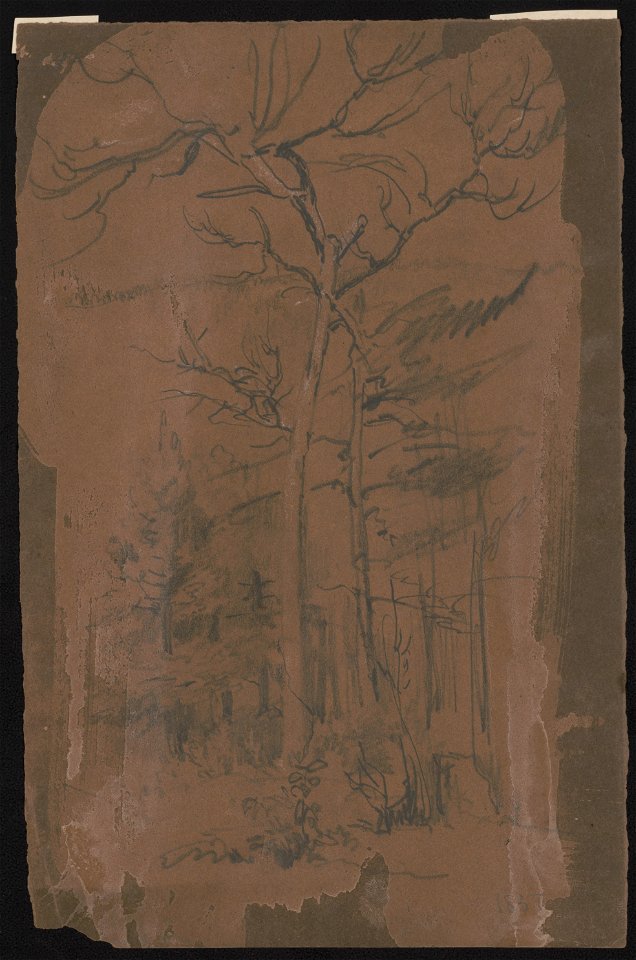 Wooded scene with bare or dead trees LCCN2016645601