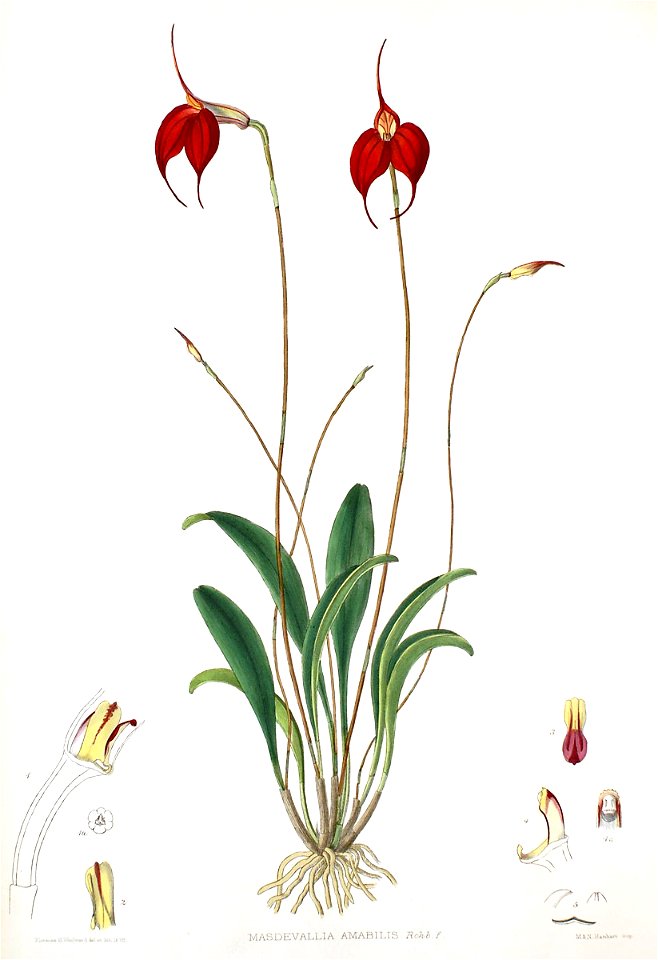 Woolward - The Genus Masdevallia - Masdevallia amabilis