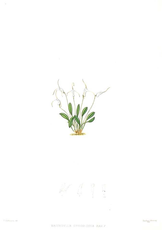 Woolward - The Genus Masdevallia - Masdevallia ophioglossa
