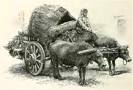 Women riding on carriage wit two bulls (A)