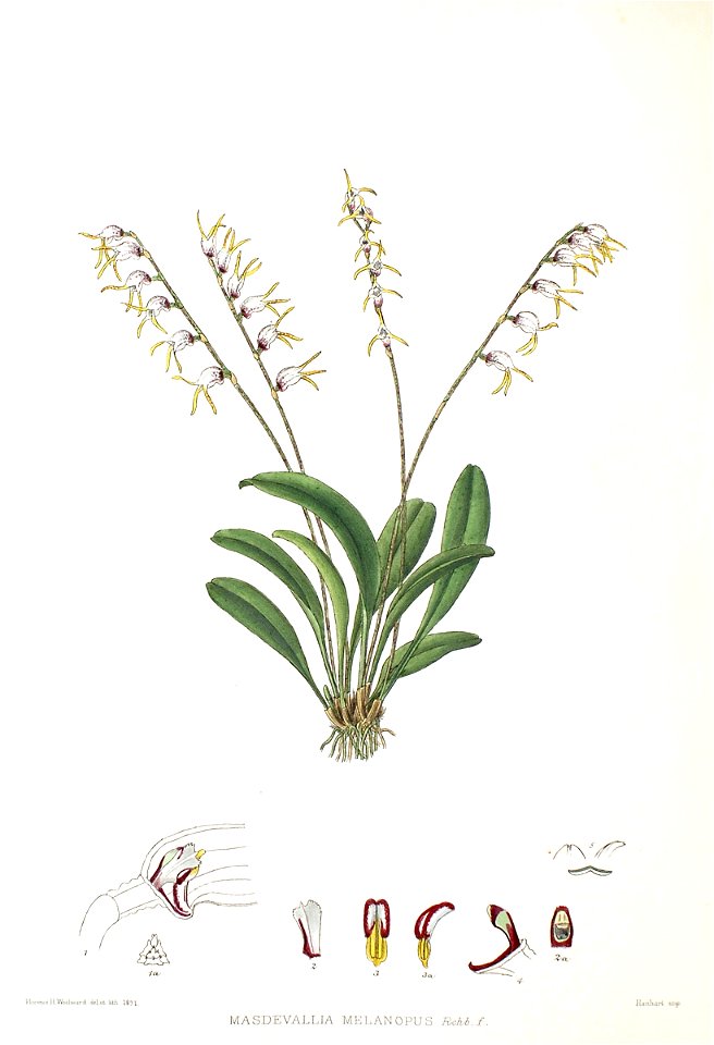 Woolward - The Genus Masdevallia - Masdevallia melanopus