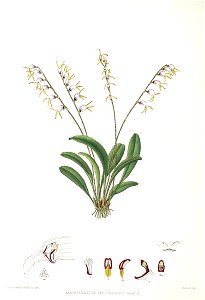 Woolward - The Genus Masdevallia - Masdevallia melanopus