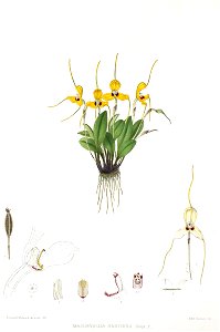 Woolward - The Genus Masdevallia - Masdevallia xanthina