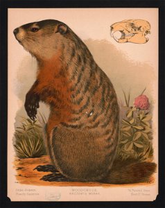 Woodchuck - Arctomys monax - E.K. LCCN2017660742