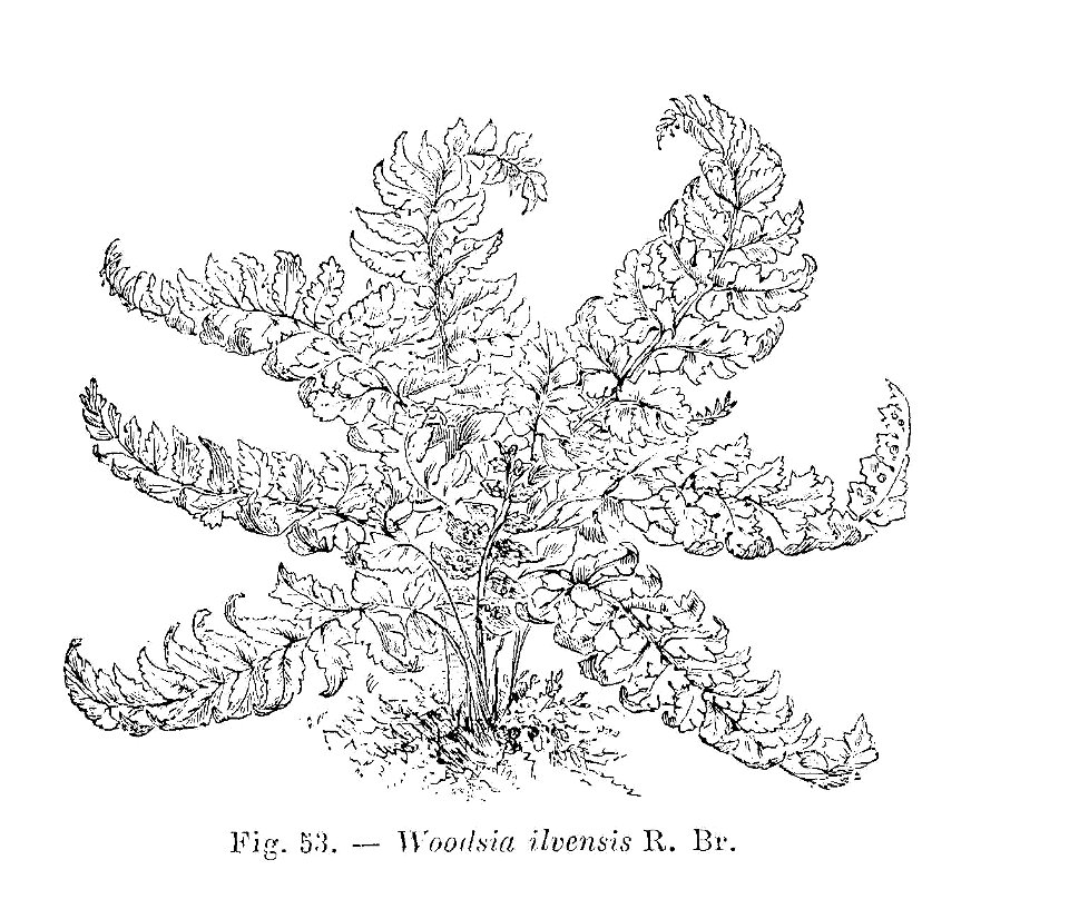 Woodsia ilvensis (dessin)
